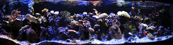 paulb-aquarium-wide paulb-aquarium-wide